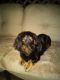 Dachshund Puppies for sale in Madison, Nashville, TN, USA. price: $800