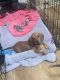 Dachshund Puppies for sale in Chula Vista, CA, USA. price: $800