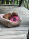 Dachshund Puppies for sale in Pelzer, SC, USA. price: $500