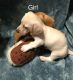 Dachshund Puppies for sale in Columbus, OH, USA. price: $1,500