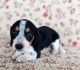 Dachshund Puppies for sale in Boone, NC, USA. price: NA