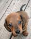 Dachshund Puppies for sale in Cedar Rapids, IA, USA. price: $1,200