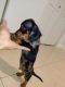 Dachshund Puppies for sale in Miami, FL 33176, USA. price: $1,500