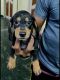 Dachshund Puppies for sale in Chennai, Tamil Nadu, India. price: 6500 INR