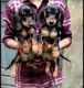 Dachshund Puppies for sale in Badlapur, Uttar Pradesh 222125, India. price: 12000 INR