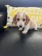 Dachshund Puppies for sale in 454 10th Ave NW, Naples, FL 34120, USA. price: $1,700
