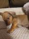 Dachshund Puppies for sale in Harriman, TN 37748, USA. price: $500