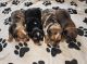 Dachshund Puppies for sale in Pocahontas, AR 72455, USA. price: NA