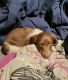 Dachshund Puppies for sale in Nebraska St, David City, NE 68632, USA. price: $600