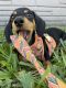 Dachshund Puppies for sale in Ives Dairy Rd, Florida, USA. price: $2,300