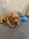 Dachshund Puppies for sale in Seneca Falls, NY 13148, USA. price: NA
