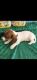 Dachshund Puppies for sale in DeLand, FL, USA. price: $2,000