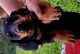 Dachshund Puppies for sale in Boyd, TX 76023, USA. price: $700