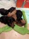 Dachshund Puppies for sale in Jasper, AL, USA. price: NA