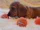 Dachshund Puppies for sale in Bellflower, CA, USA. price: $300