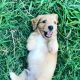 Dachshund Puppies for sale in Dallas-Fort Worth Metropolitan Area, TX, USA. price: NA