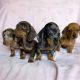 Dachshund Puppies for sale in S Carolina St, Avon Park, FL 33825, USA. price: NA