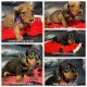 Dachshund Puppies for sale in Lafayette, LA, USA. price: $500