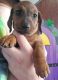 Dachshund Puppies for sale in Tucson, AZ, USA. price: $1,400