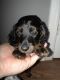 Dachshund Puppies for sale in Houston, TX, USA. price: $500