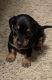 Dachshund Puppies for sale in Canyon Lake, TX, USA. price: $800