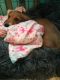 Dachshund Puppies for sale in Elizabethtown, KY, USA. price: $1,400