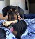 Dachshund Puppies for sale in Mebane, NC 27302, USA. price: $1,200
