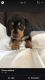 Dachshund Puppies for sale in Port Hueneme, CA, USA. price: $1,350