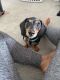 Dachshund Puppies for sale in Brooklyn Center, MN, USA. price: $3,000