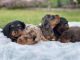 Dachshund Puppies for sale in NJ-27, Edison, NJ, USA. price: $300