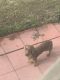 Dachshund Puppies for sale in Avon Park, FL 33825, USA. price: NA