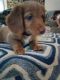 Dachshund Puppies for sale in Texarkana, AR 71854, USA. price: $1,200