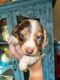 Dachshund Puppies for sale in La Junta, CO 81050, USA. price: NA