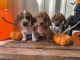 Dachshund Puppies for sale in Seguin, TX 78155, USA. price: $650