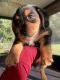 Dachshund Puppies for sale in Sumterville, FL 33585, USA. price: $1,500