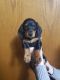 Dachshund Puppies for sale in Grove City, PA 16127, USA. price: NA