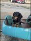 Dachshund Puppies for sale in Kirkland, WA, USA. price: NA