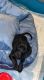 Dachshund Puppies for sale in Bryan, TX, USA. price: $850
