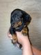 Dachshund Puppies for sale in 9146 N 68th Ave, Peoria, AZ 85345, USA. price: $750,800