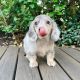 Dachshund Puppies for sale in Centereach, NY, USA. price: NA