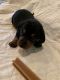 Dachshund Puppies for sale in 401 Moss Rd, Canton, MS 39046, USA. price: $750