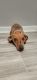 Dachshund Puppies for sale in Jacksonville, FL, USA. price: $200