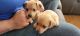 Dachshund Puppies for sale in Oxford, MA 01540, USA. price: NA