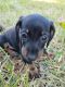 Dachshund Puppies for sale in San Antonio, TX 78230, USA. price: $50,000