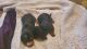 Dachshund Puppies for sale in Land O' Lakes, FL, USA. price: NA