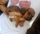 Dachshund Puppies for sale in Cushing, OK 74023, USA. price: $800