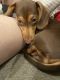 Dachshund Puppies for sale in Fox Hills, Culver City, CA, USA. price: NA