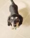 Dachshund Puppies for sale in Lowell, IN 46356, USA. price: NA
