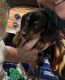 Dachshund Puppies for sale in Oak Glen, CA 92399, USA. price: NA