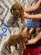 Dachshund Puppies for sale in Casa Grande, AZ, USA. price: NA